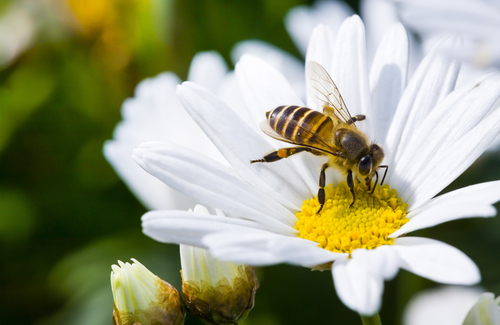 Des pesticides nocifs pour abeilles interdits à partir de 2020 