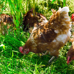 Monoprix supprime les œufs de poules élevées en cage de ses rayons