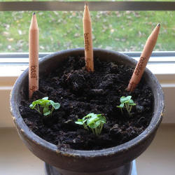 Qui plante des crayons Sprout récolte des légumes